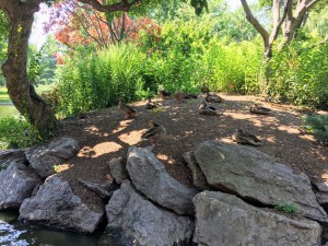 Ducks on Turtle Island
