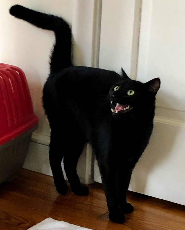 Shadow the cat meowing